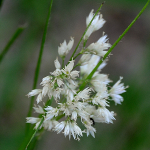 Luzula nivea (Nathh.) DC. [1805] [nn40310] par Michel Pansiot le 25/05/2020 - Montmiral