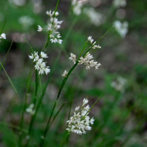 Luzula nivea (Nathh.) DC. [1805] [nn40310] par Michel Pansiot le 25/05/2020 - Montmiral