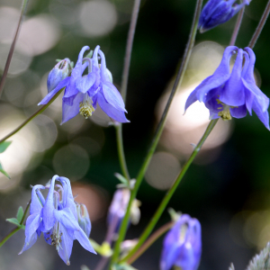 Photographie n°2961856 du taxon Aquilegia vulgaris L.