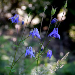 Photographie n°2961857 du taxon Aquilegia vulgaris L.