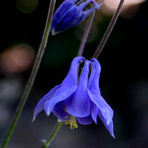 Photographie n°2961859 du taxon Aquilegia vulgaris L.