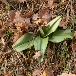 Photographie n°2962031 du taxon Himantoglossum robertianum (Loisel.) P.Delforge