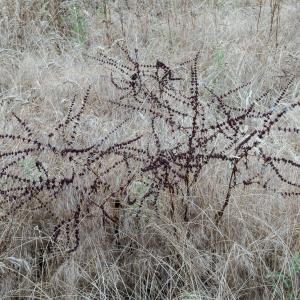 Photographie n°2962041 du taxon Rumex acetosella L. [1753]