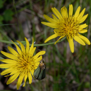 Photographie n°2962052 du taxon Tragopogon pratensis L. [1753]