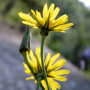Photographie n°2962053 du taxon Tragopogon pratensis L. [1753]