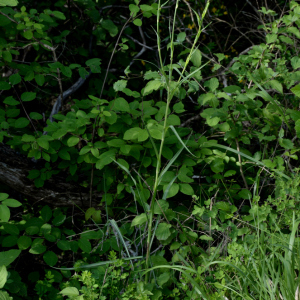 Photographie n°2962055 du taxon Tragopogon pratensis L. [1753]