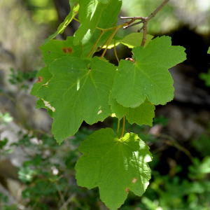 Photographie n°2962056 du taxon Acer opalus Mill. [1768]