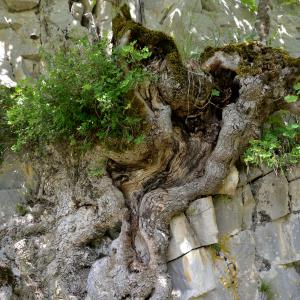 Photographie n°2962058 du taxon Acer opalus Mill. [1768]