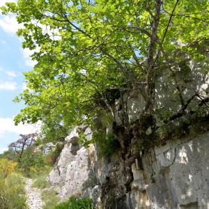 Photographie n°2962059 du taxon Acer opalus Mill. [1768]