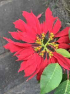 Liliane Roubaudi, le  8 décembre 2024 (Puerto de la Cruz)