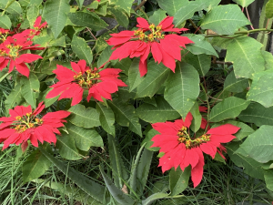 Liliane Roubaudi, le  8 décembre 2024 (Puerto de la Cruz)