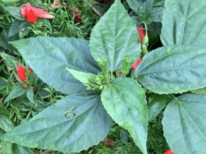 Liliane Roubaudi, le  8 décembre 2024 (Puerto de la Cruz)