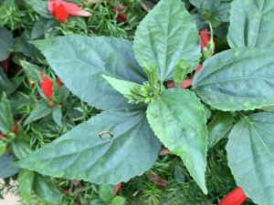 Liliane Roubaudi, le  8 décembre 2024 (Puerto de la Cruz)