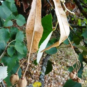 Tilia tomentosa Moench [1785] [nn68349] par Alain Bigou le 25/10/2023 - Le Carla-Bayle