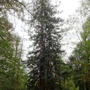 Sequoia sempervirens (D.Don) Endl. [1847] [nn63108] par Alain Bigou le 25/10/2023 - Le Carla-Bayle