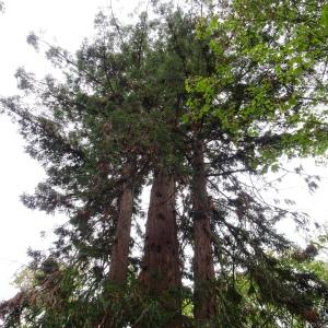 Sequoia sempervirens (D.Don) Endl. [1847] [nn63108] par Alain Bigou le 25/10/2023 - Le Carla-Bayle