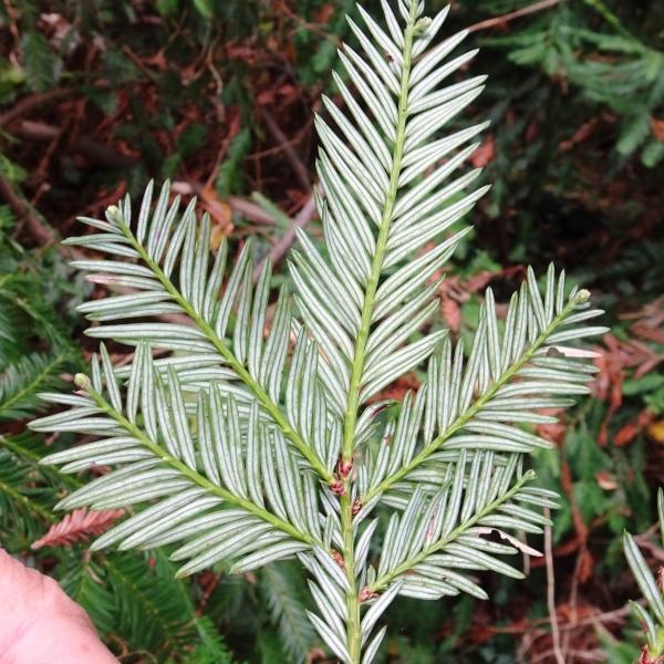 Sequoia sempervirens (D.Don) Endl. [1847] [nn63108] par Alain Bigou le 25/10/2023 - Le Carla-Bayle