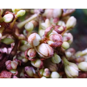 Tetranthera californica Hook. & Arn. (Californian Bay)