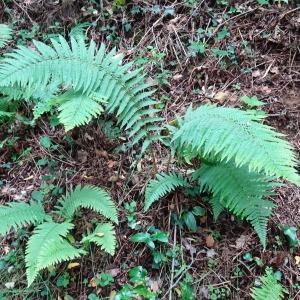 Dryopteris affinis (Lowe) Fraser-Jenk. [1979] [nn23218] par Alain Bigou le 25/10/2023 - Gabre