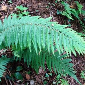 Dryopteris affinis (Lowe) Fraser-Jenk. [1979] [nn23218] par Alain Bigou le 25/10/2023 - Gabre