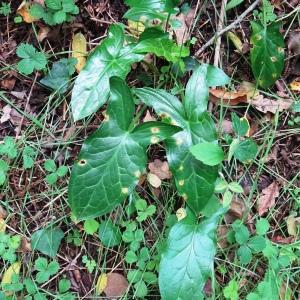 Arum italicum Mill. [1768] [nn7024] par Alain Bigou le 25/10/2023 - Gabre