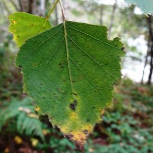 Betula pendula Roth [1788] [nn9626] par Alain Bigou le 25/10/2023 - Gabre