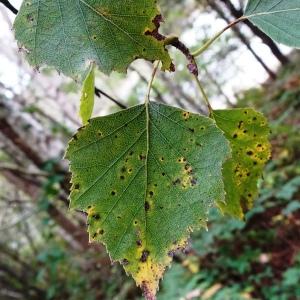 Betula pendula Roth [1788] [nn9626] par Alain Bigou le 25/10/2023 - Gabre