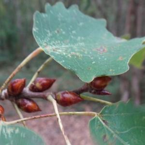 Populus tremula L. [1753] [nn52056] par Alain Bigou le 25/10/2023 - Gabre