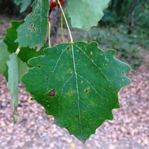 Populus tremula L. [1753] [nn52056] par Alain Bigou le 25/10/2023 - Gabre