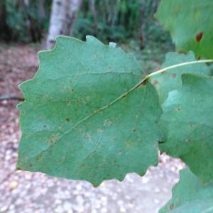 Populus tremula L. [1753] [nn52056] par Alain Bigou le 25/10/2023 - Gabre