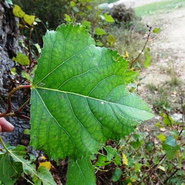 Populus nigra L. [1753] [nn52030] par Alain Bigou le 25/10/2023 - Gabre