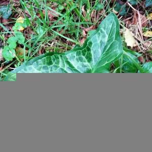 Arum italicum Mill. [1768] [nn7024] par Alain Bigou le 25/10/2023 - Gabre