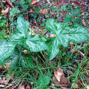 Arum italicum Mill. [1768] [nn7024] par Alain Bigou le 25/10/2023 - Gabre