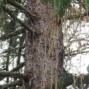 Photographie n°2962430 du taxon Picea abies (L.) H.Karst. [1881]