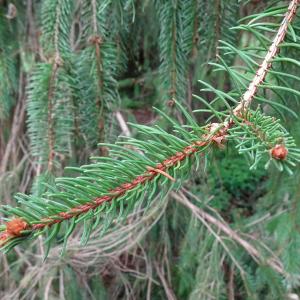 Photographie n°2962431 du taxon Picea abies (L.) H.Karst. [1881]