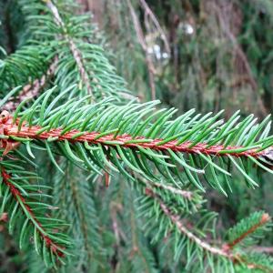 Photographie n°2962432 du taxon Picea abies (L.) H.Karst. [1881]