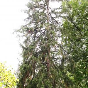 Photographie n°2962433 du taxon Picea abies (L.) H.Karst. [1881]