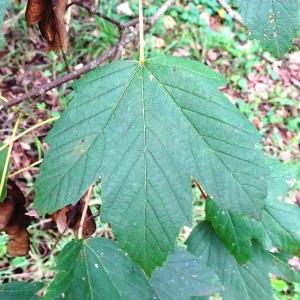Photographie n°2962435 du taxon Acer pseudoplatanus L. [1753]