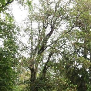 Photographie n°2962437 du taxon Acer pseudoplatanus L. [1753]