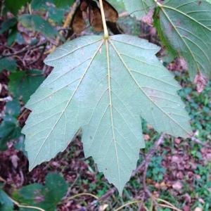 Photographie n°2962438 du taxon Acer pseudoplatanus L. [1753]