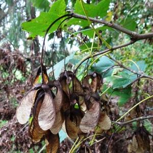 Photographie n°2962439 du taxon Acer pseudoplatanus L. [1753]