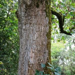 Photographie n°2962440 du taxon Acer pseudoplatanus L. [1753]