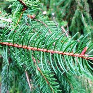 Photographie n°2962442 du taxon Picea abies (L.) H.Karst. [1881]