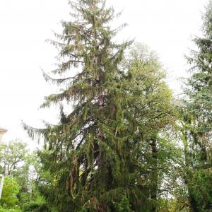Photographie n°2962443 du taxon Picea abies (L.) H.Karst. [1881]