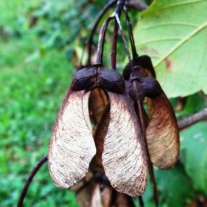 Photographie n°2962457 du taxon Acer pseudoplatanus L. [1753]