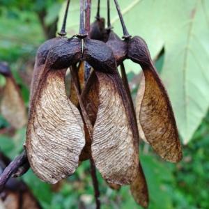 Photographie n°2962458 du taxon Acer pseudoplatanus L. [1753]