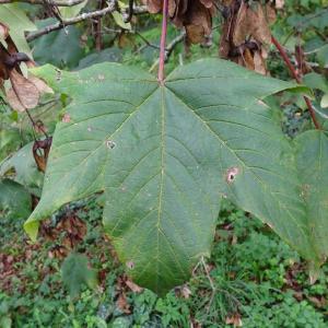 Photographie n°2962460 du taxon Acer pseudoplatanus L. [1753]