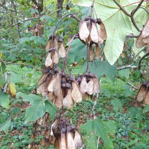 Photographie n°2962461 du taxon Acer pseudoplatanus L. [1753]