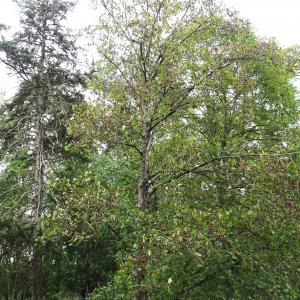 Photographie n°2962462 du taxon Acer pseudoplatanus L. [1753]
