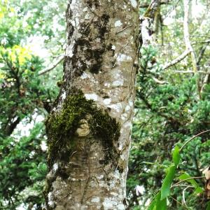 Photographie n°2962463 du taxon Acer pseudoplatanus L. [1753]
